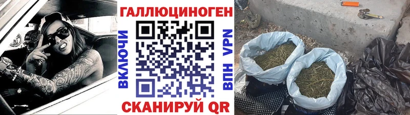 Псилоцибиновые грибы Psilocybine cubensis  закладка  Обь 